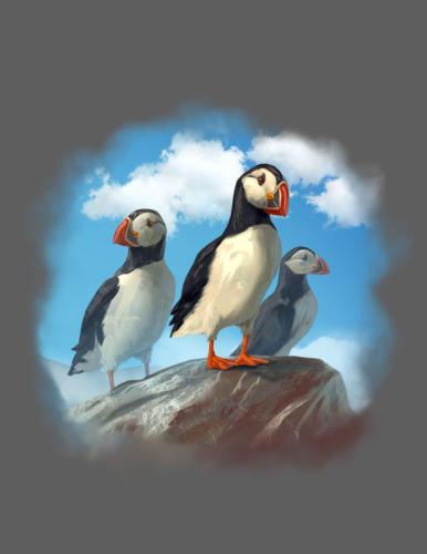Puffins by Tom Ventre